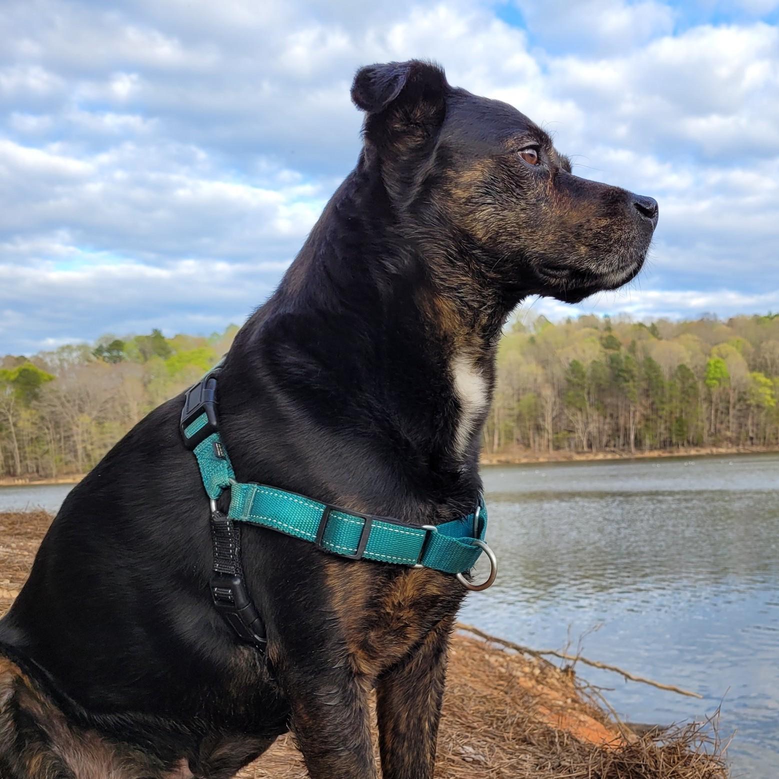 Just Sirius looking all regal and majestic