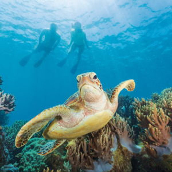 Great Barrier Reef Snrokel Adventure