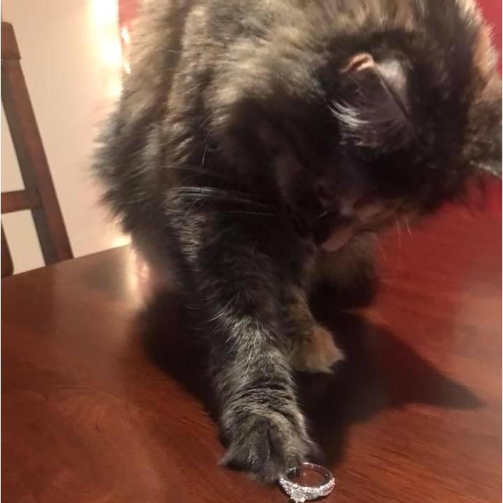 Our fur child inspecting the ring for the first time.