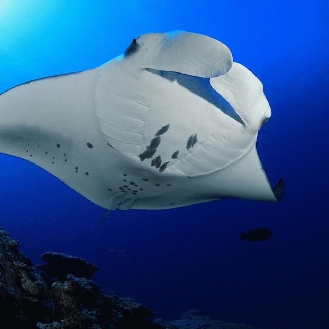 Moonlight Manta Ray Snorkeling