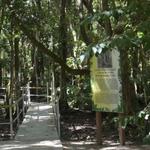 Pterocarpus Forest