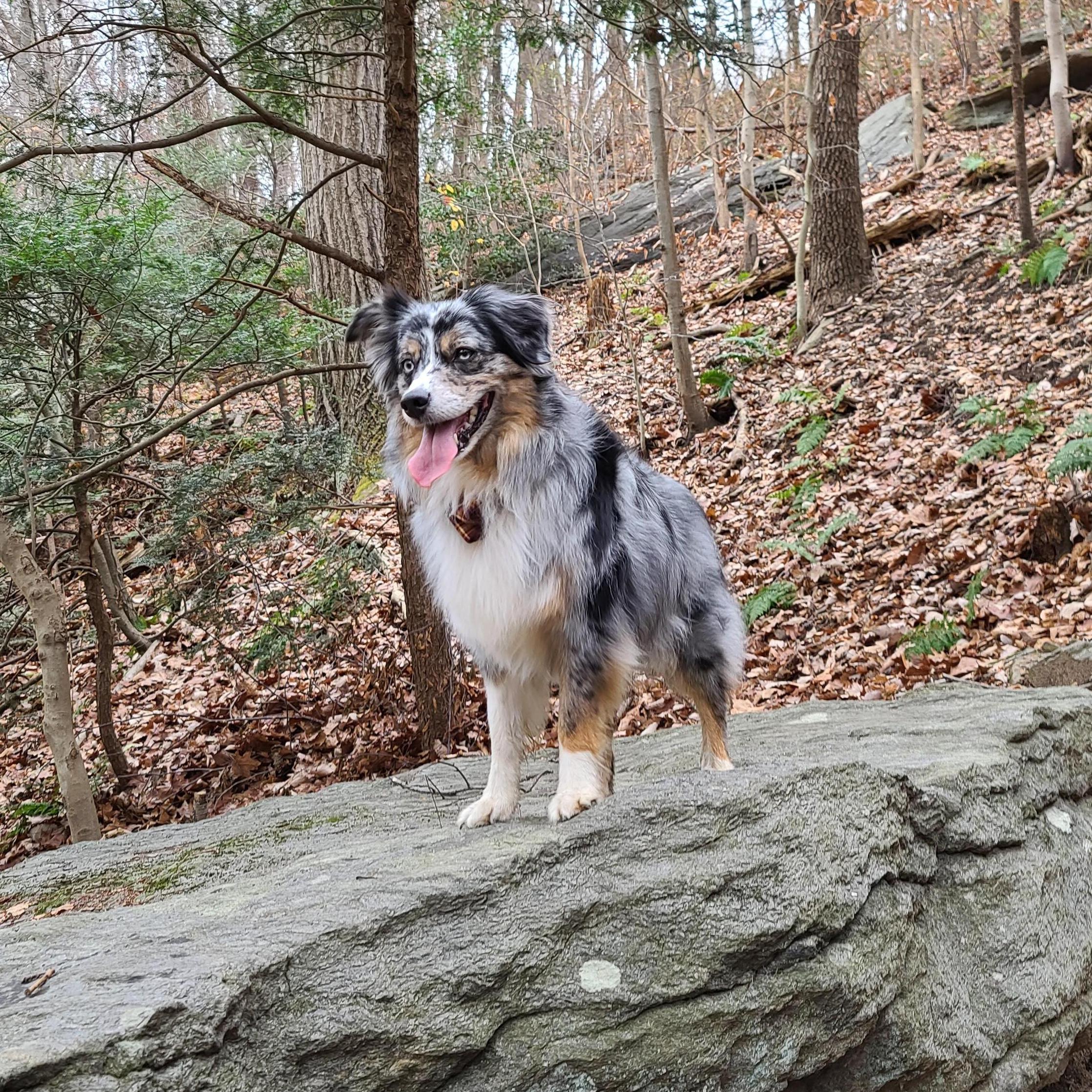 Wissahickon Valley