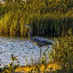 Galveston Island State Park
