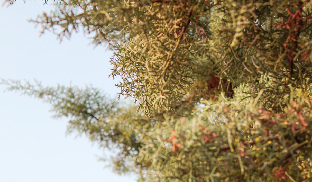 The Wedding Website of Andrea Montpas and Ian Heard