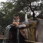 Austin Zoo
