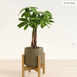 Medium Self Watering Money Tree