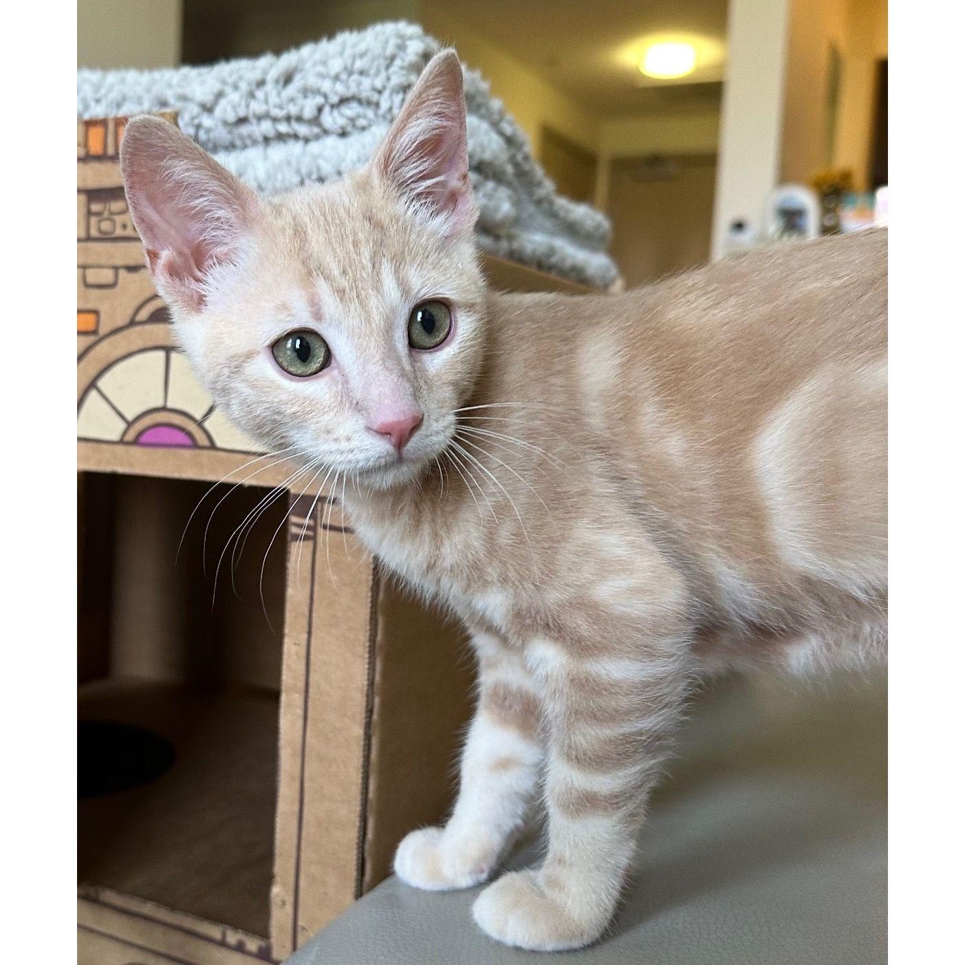 July 20, 2024 - Davis needed a buddy, and so we got our second pet together! A little kitten named Walnut, after the city Walnut Creek that we call home!
