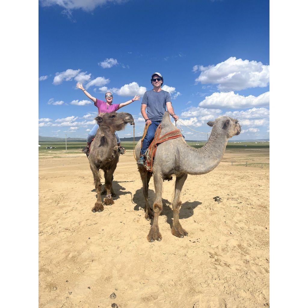 Mongolian camels