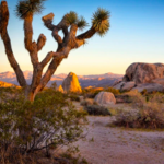 Joshua Tree National Park