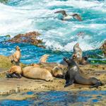 La Jolla Cove