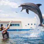Marineland Dolphin Adventure