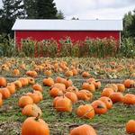 Pumpkin Patches and Farms