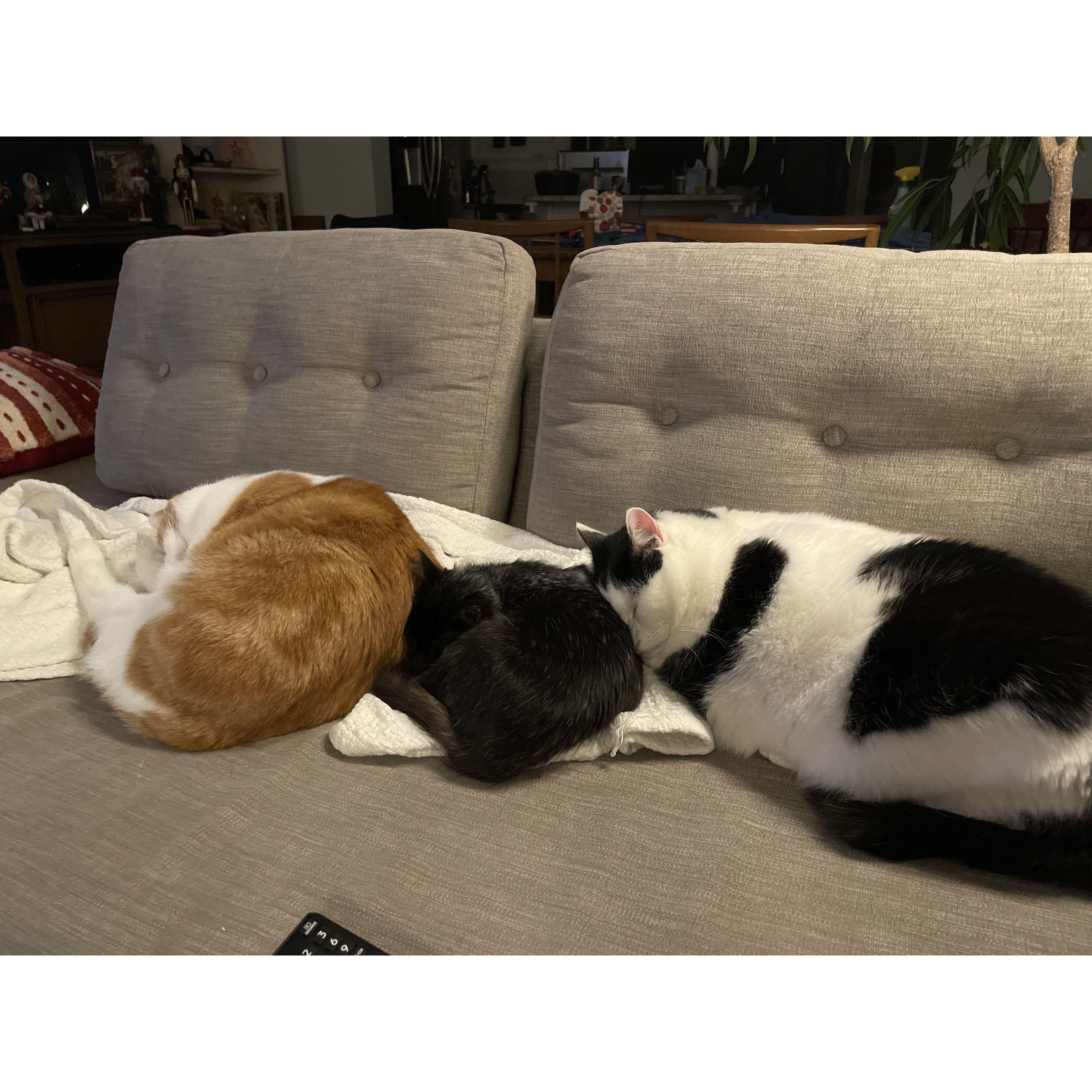 Our beloved cats: Theo, Bug, and Poe