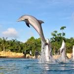 Discovery Cove