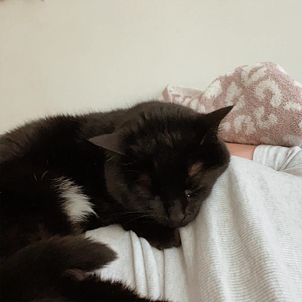 Our cat Binx! She might be shy but she actually runs the house