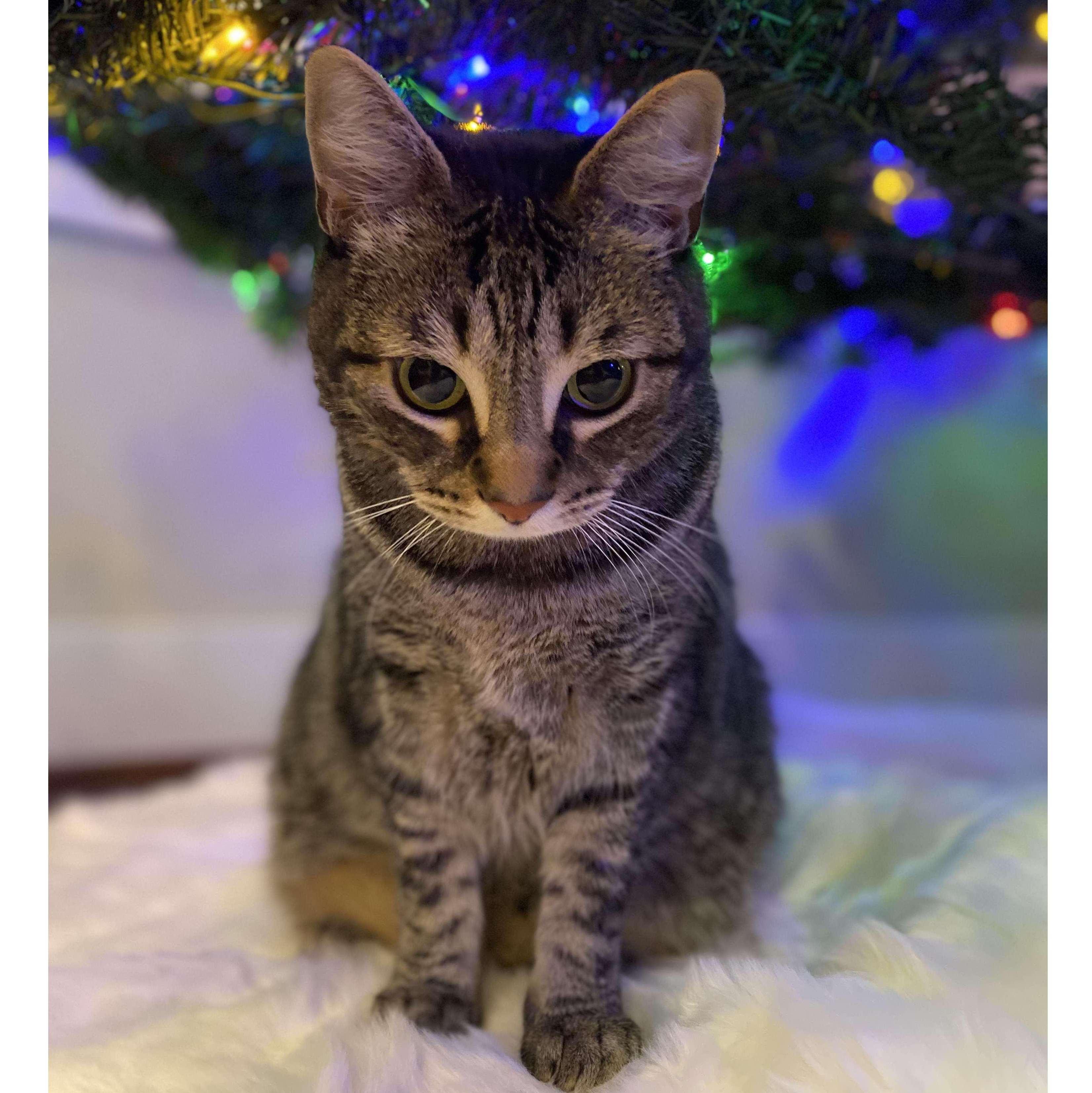 Benji, our favorite gift under the tree