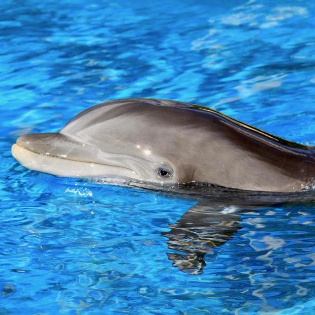Dolphin Swim in Basseterre, St. Kitts