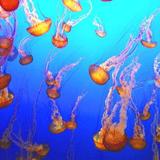Monterey Bay Aquarium