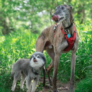 Dog Sitter Honeymoon Fund