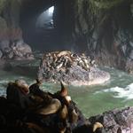 Sea Lion Caves