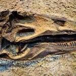 Dinosaur National Monument