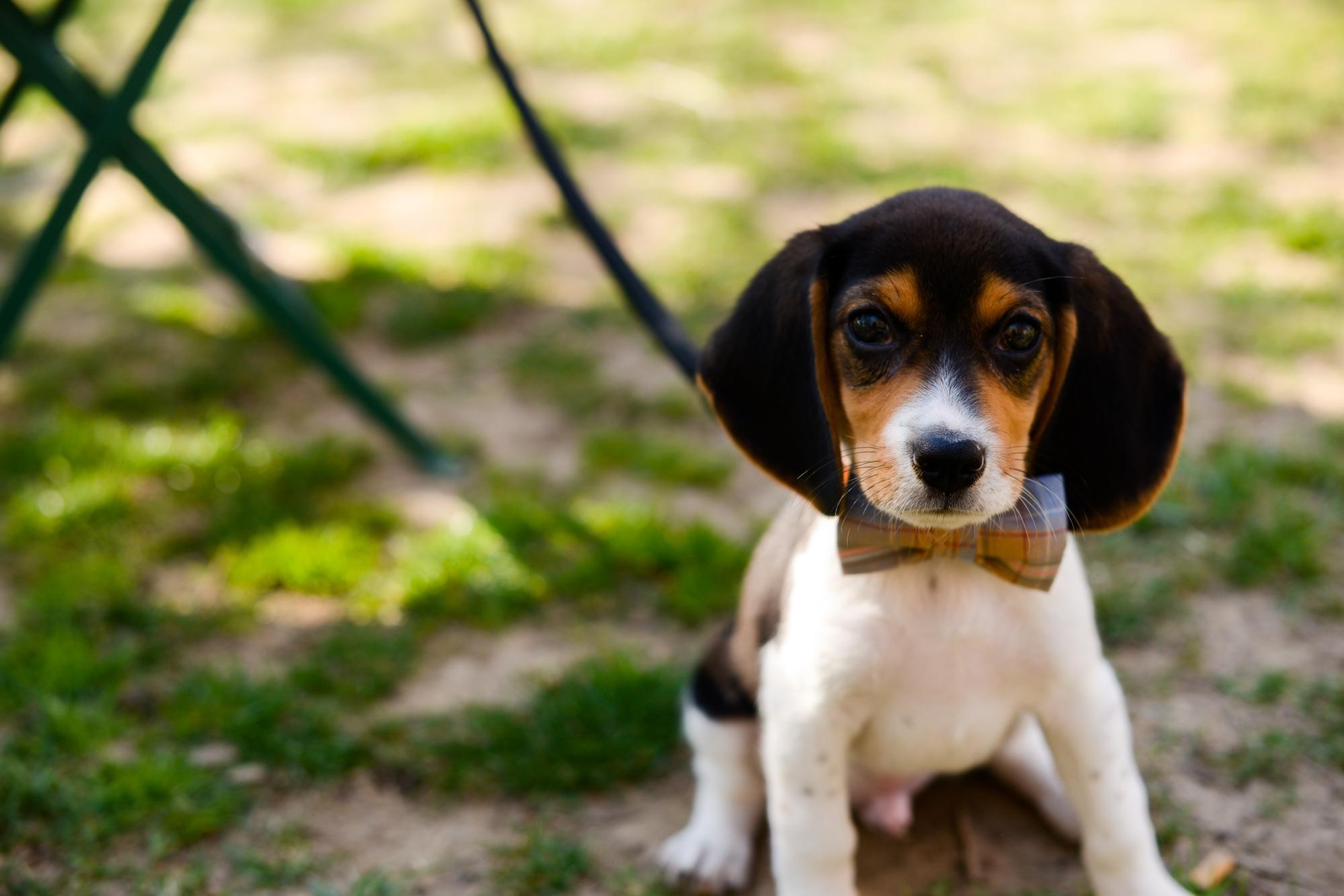 As a pup, Beauregard even got in on the fun.