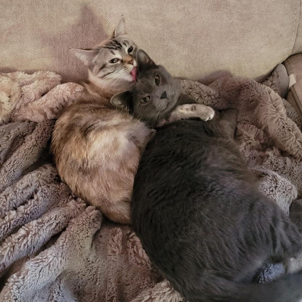 Kitties High-Yield Savings Account