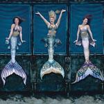 Weeki Wachee Mermaid Shows