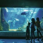 Waikiki Aquarium
