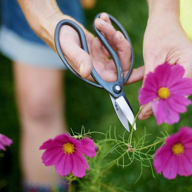Niwaki Sentei Garden Scissors