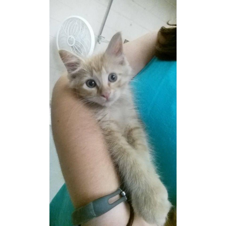 2016: I had some foster kittens that got sick. I remember after I lost some of then, texting Ricky & seeing a side of him I hadn't seen before. That's when I knew that’s who I wanted to be with.