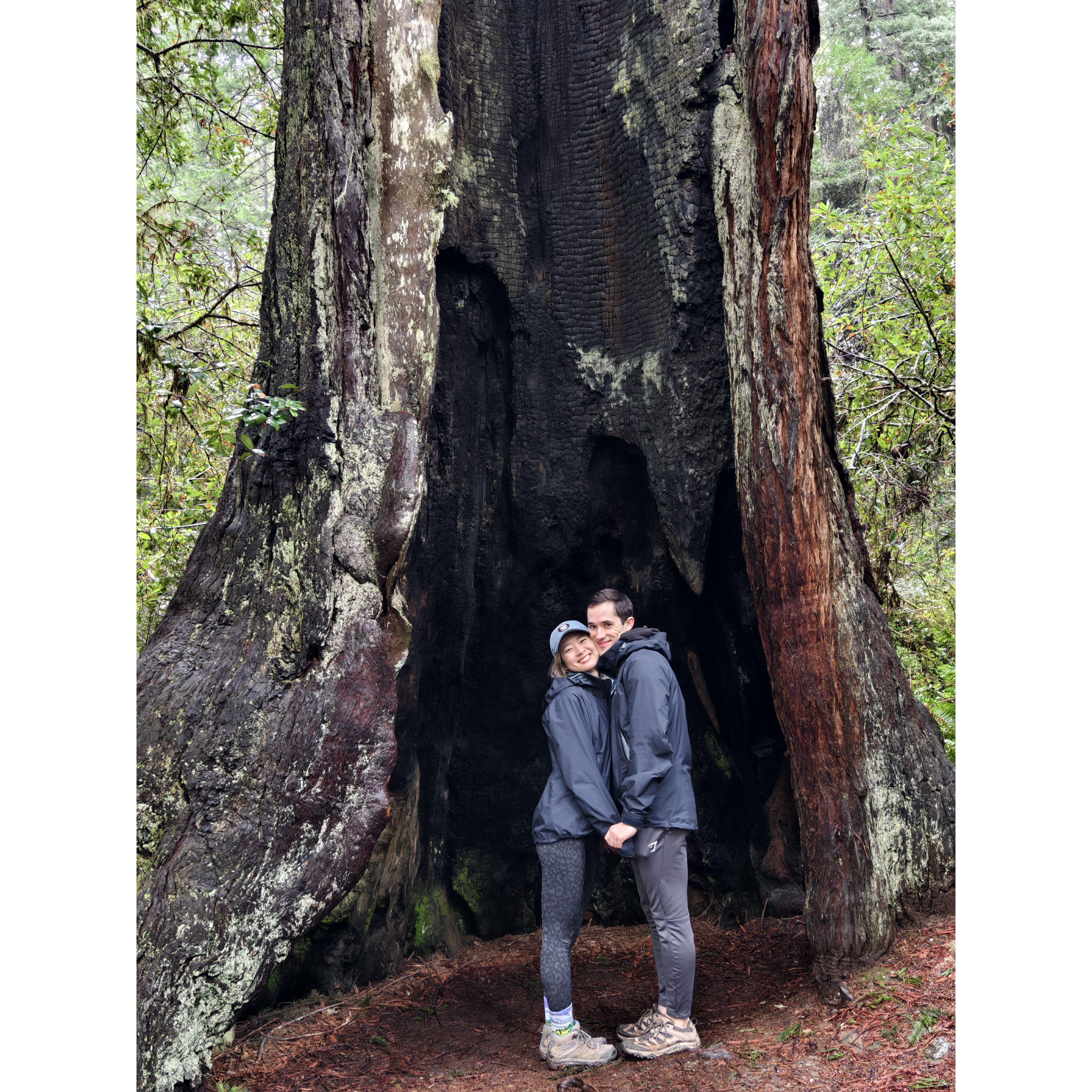 mandatory kiss under the redwood <3