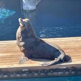 Stanley Park & Vancouver Aquarium