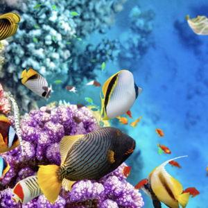 Great Barrier Reef Snorkeling Tour with Marine Biologist