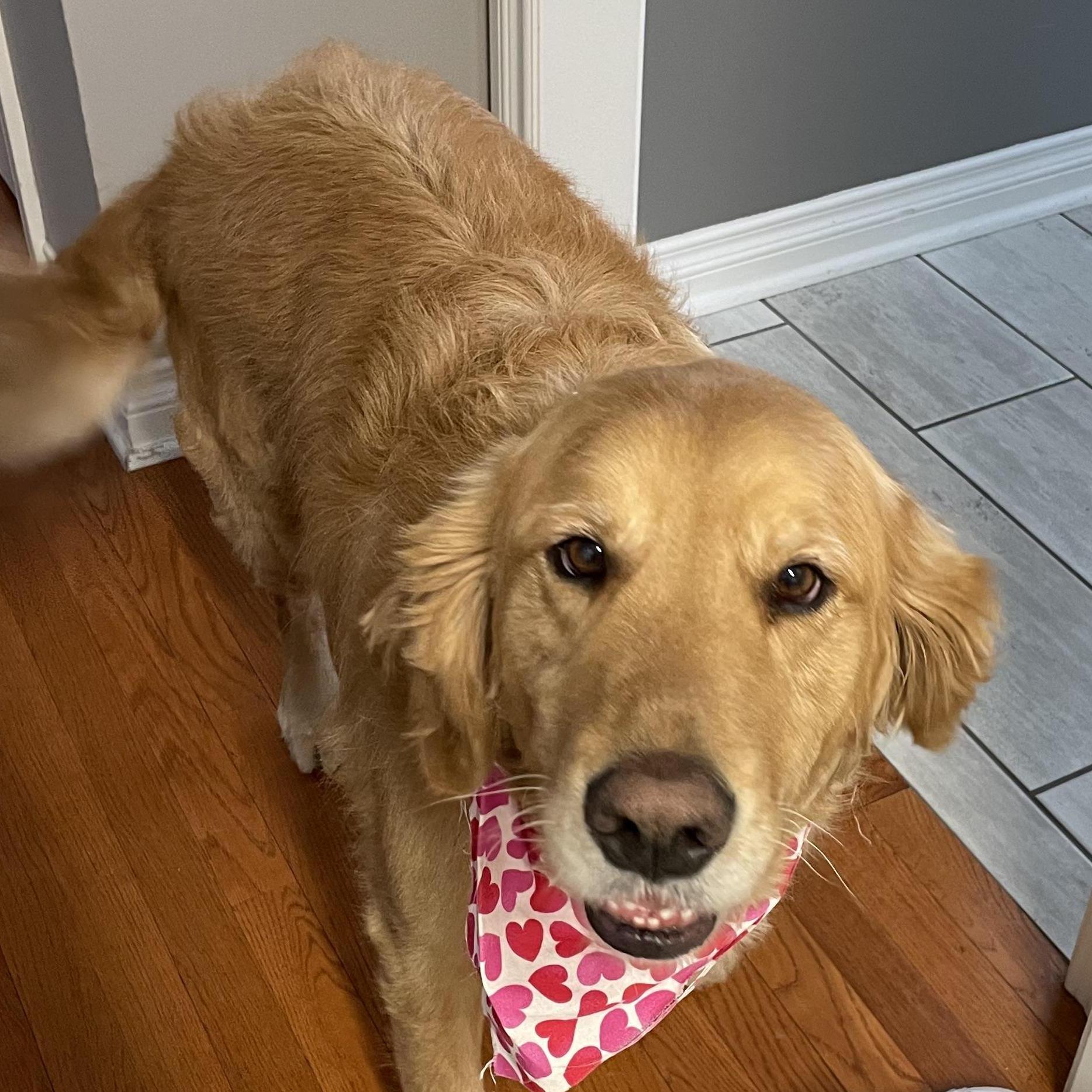 Our Furry Friend, AUGGIE!
