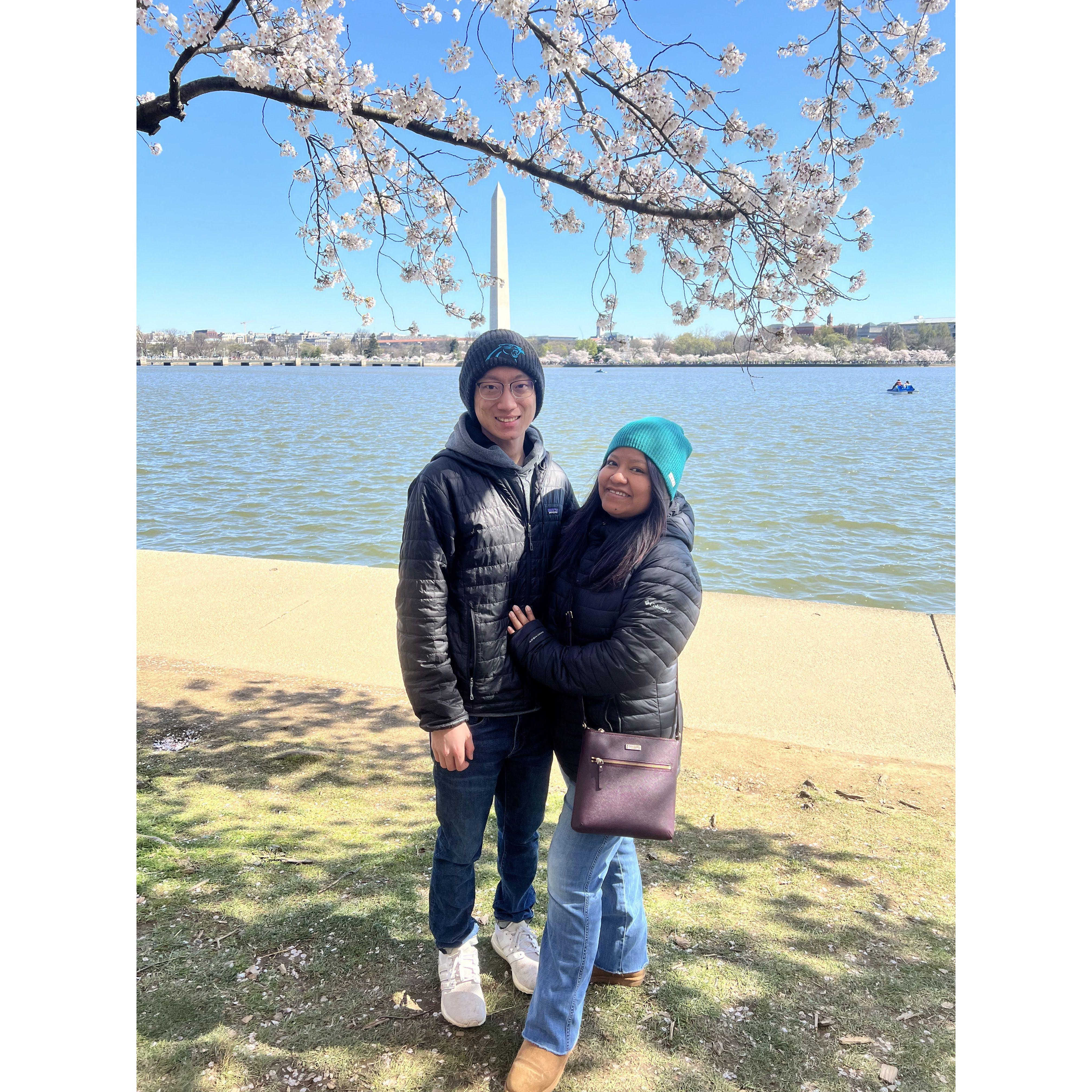 cherry blossoms