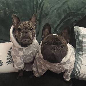 Pet Hotel For Our Honeymoon
