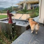 Pippin Hill Farm & Vineyards