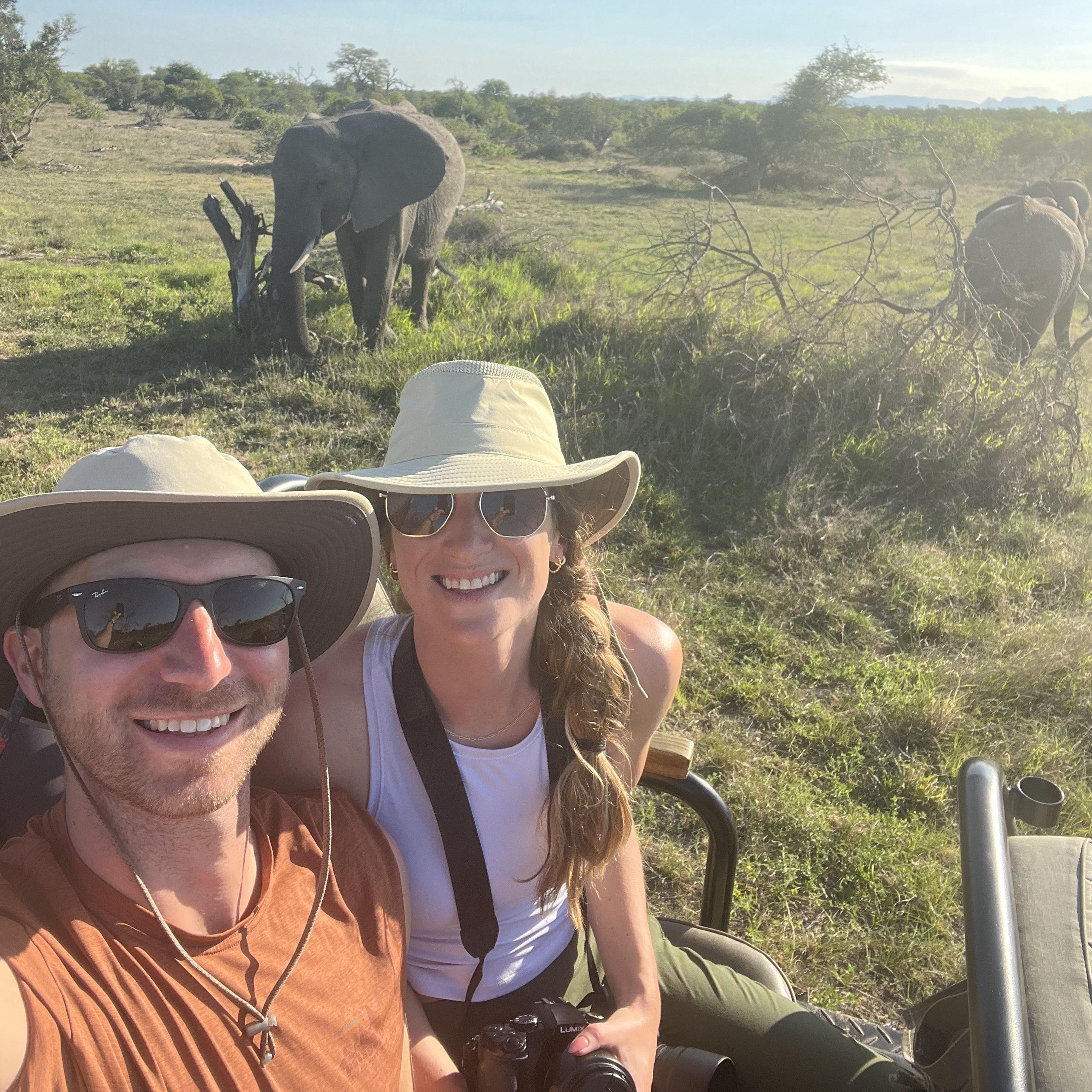 Elephants on safari