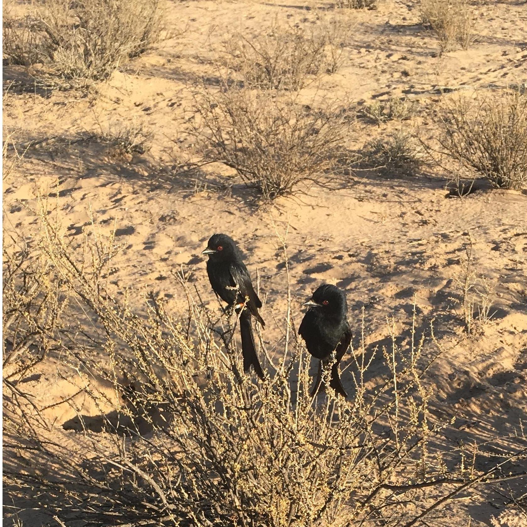 A pair of our Drongos. field season 2019
