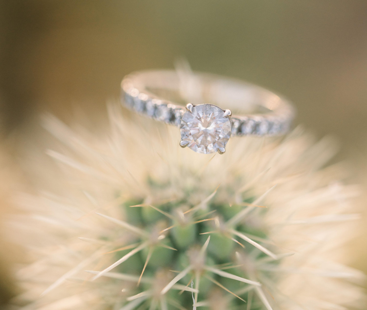 The Wedding Website of Alexandria Bybee and Tré Sweeney