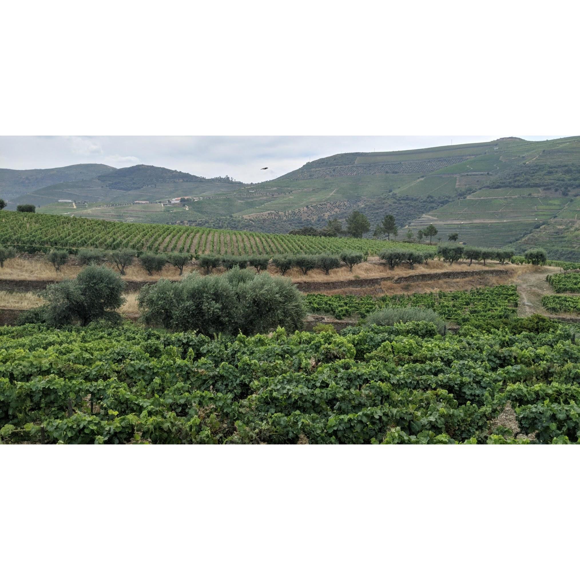 The vineyards at Quinta do Roeda, the oldest Port producer in the Douro, which is just a short walk from the Vintage House Hotel.