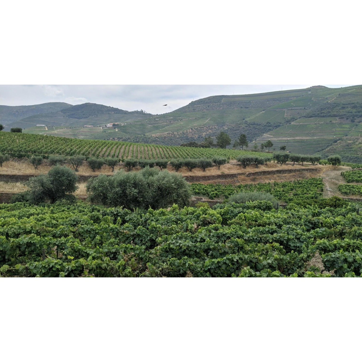 The vineyards at Quinta do Roeda, the oldest Port producer in the Douro, which is just a short walk from the Vintage House Hotel.