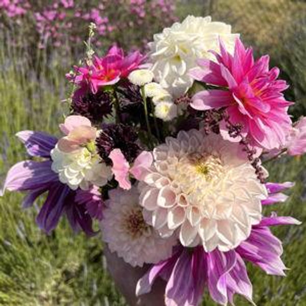 Dahlia garden fund