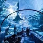 Ripley's Aquarium of Myrtle Beach
