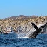 Whale Watching