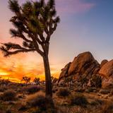 Joshua Tree National Park