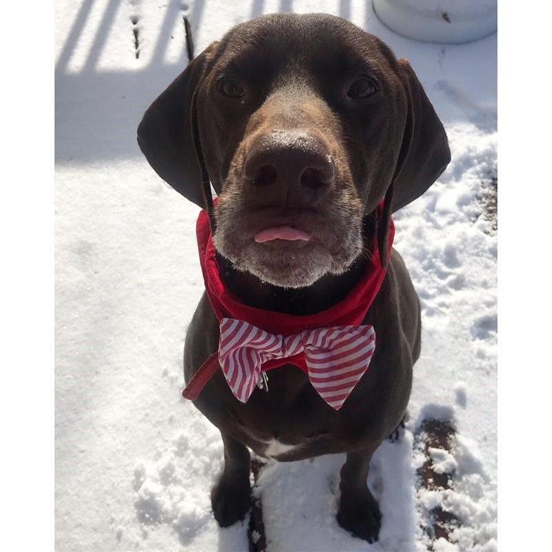just one more of hank