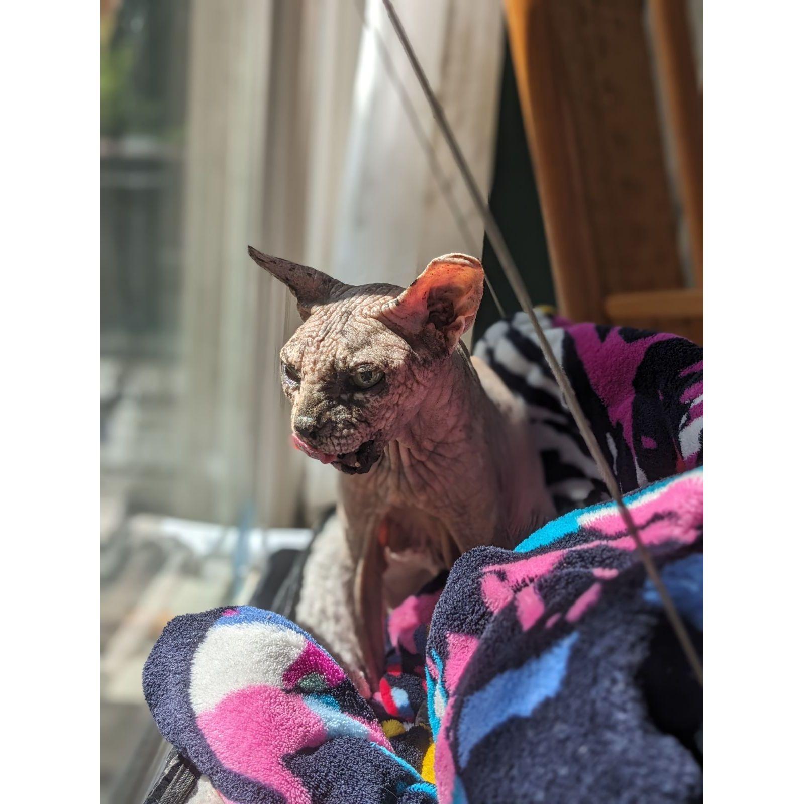 Yubaba, our majestic niece...or great great aunt twice removed, the best looking hairless sphynx in all the land