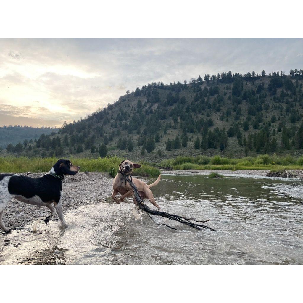 The puppers